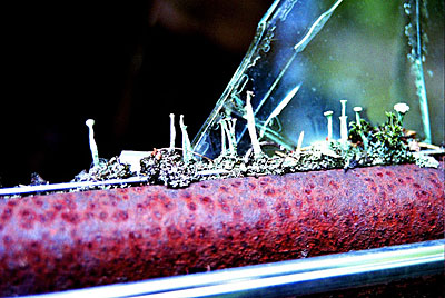 Rust never sleeps - Flechten