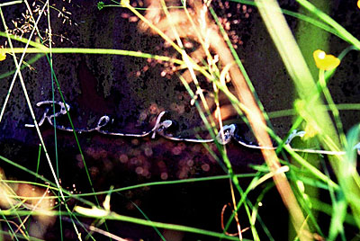 Rust never sleeps - Opel-Rekord-Emblem-2