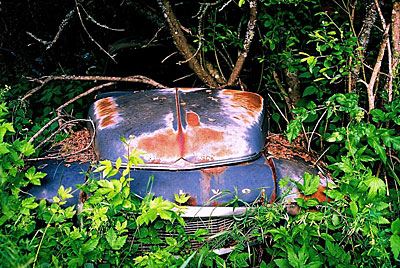 Rust never sleeps - Volvo PV444 eingewachsen